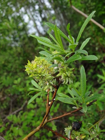 Salix pellita, photographed by Étienne Léveillé-Bourret