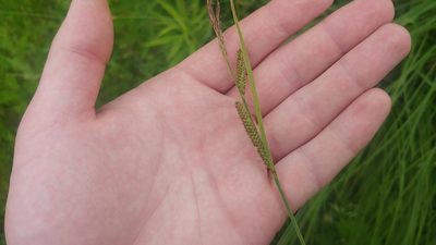 Carex haydenii, photographed by Ryan Sorrells