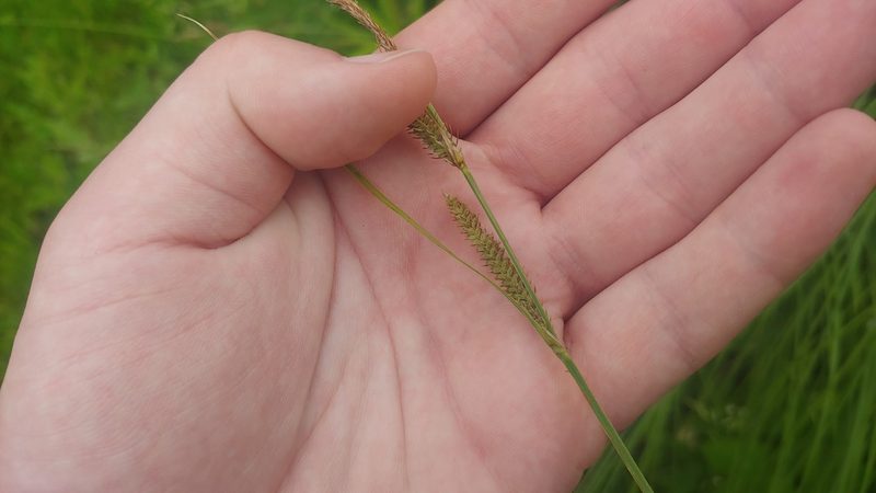 Carex haydenii, photographed by Ryan Sorrells