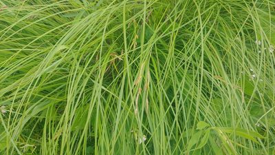 Carex haydenii, photographed by Ryan Sorrells
