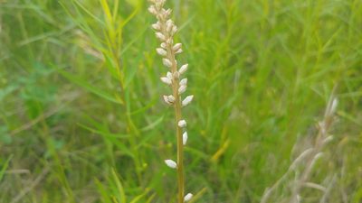 Aletris farinosa