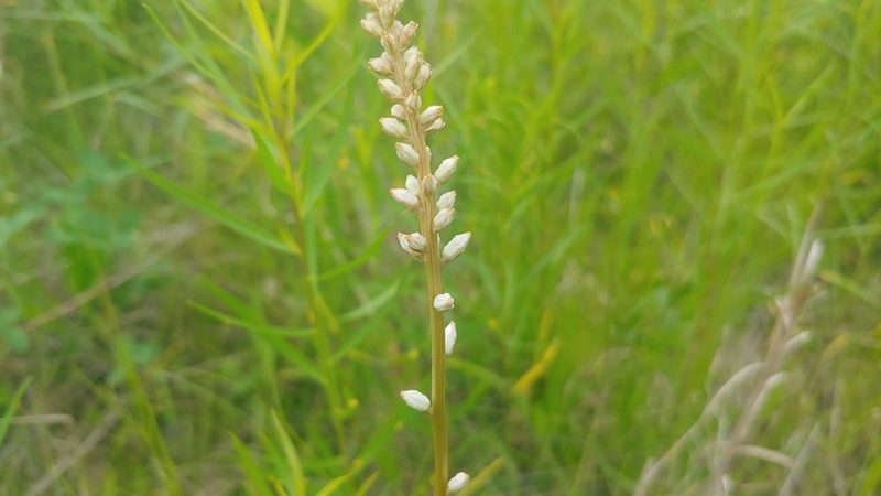 Aletris farinosa, photographed by Ryan Sorrells