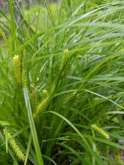 Carex baileyi, photographed by Alina Martin