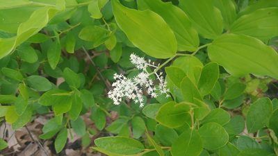 Maianthemum racemosum, photographed by Ryan Sorrells
