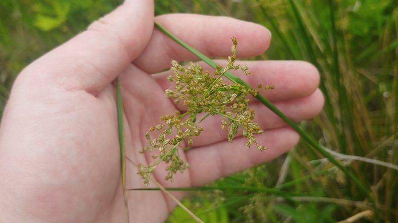 Juncus effusus, photographed by Ryan Sorrells