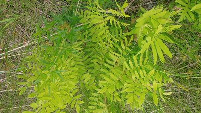 Osmunda spectabilis, photographed by Ryan Sorrells