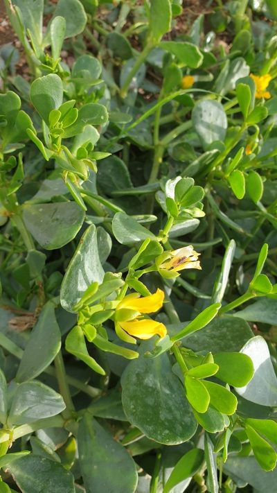 Roepera glauca, photographed by Rosalie Lawrence