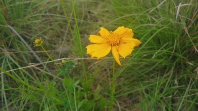 Coreopsis lanceolata, photographed by Ryan Sorrells