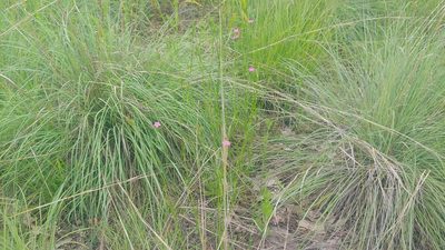 Dianthus armeria