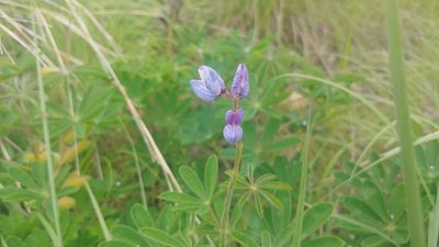 Lupinus perennis