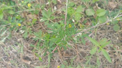 Potentilla argentea, photographed by Ryan Sorrells