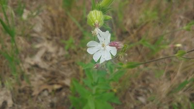 Silene latifolia, photographed by Ryan Sorrells