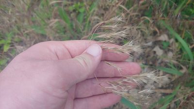Bromus tectorum, photographed by Ryan Sorrells
