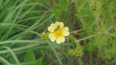 Potentilla recta, photographed by Ryan Sorrells