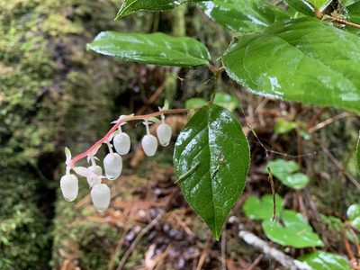 Gaultheria shallon