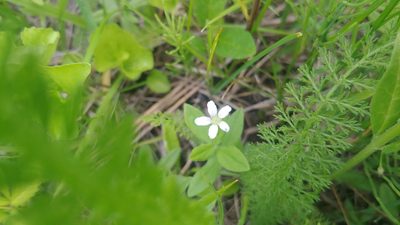 Moehringia lateriflora, photographed by Ryan Sorrells