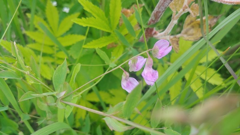 Lathyrus palustris, photographed by Ryan Sorrells