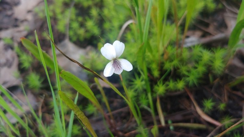 Viola lanceolata, photographed by Ryan Sorrells