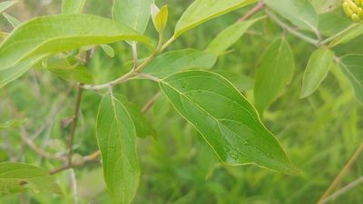 Cornus amomum