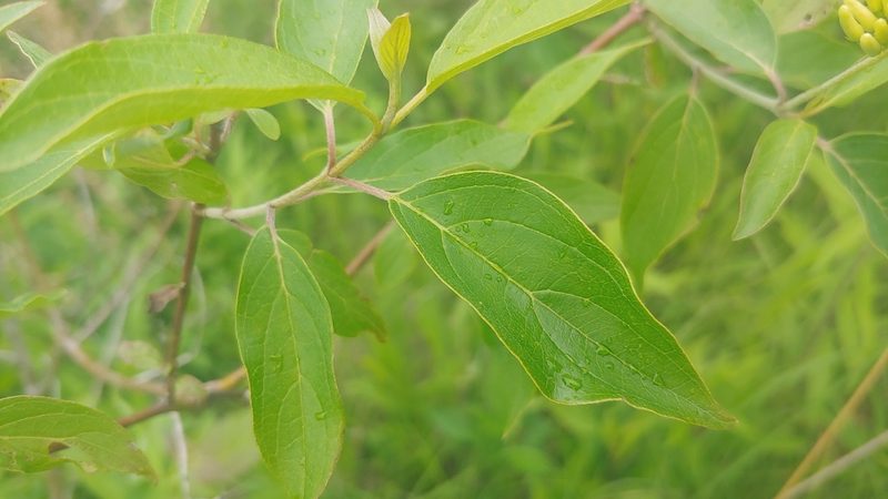 Cornus amomum, photographed by Ryan Sorrells