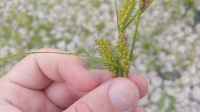Carex pellita, photographed by Ryan Sorrells