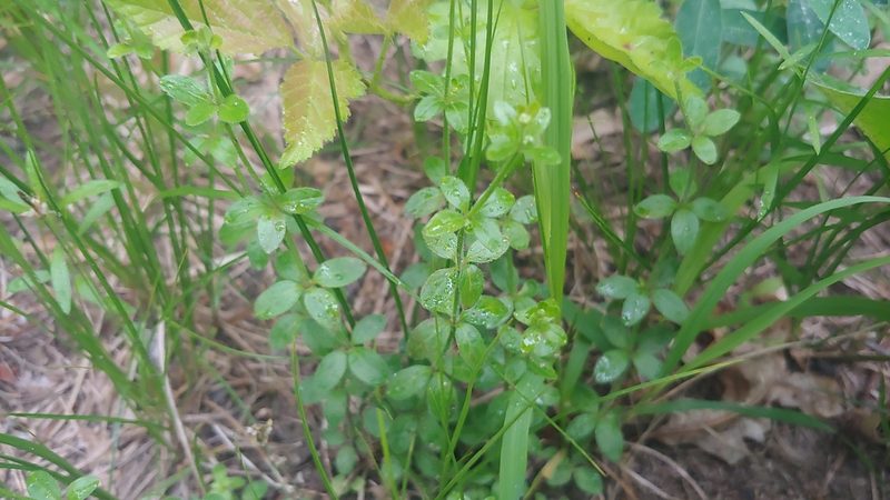 Galium pilosum, photographed by Ryan Sorrells