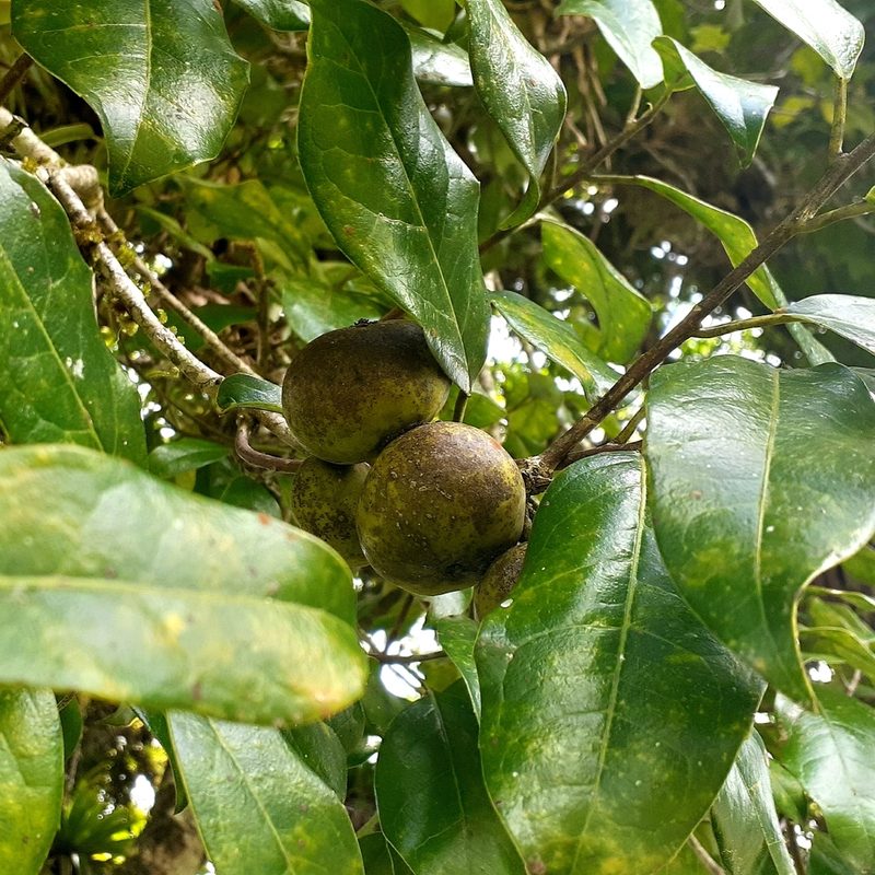 Olmediella betschleriana, photographed by Sobeida Morales