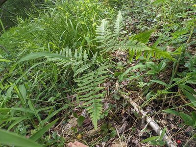 Pteridium aquilinum, photographed by Alina Martin