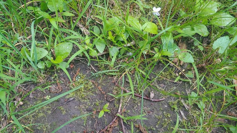 Houstonia caerulea, photographed by Ryan Sorrells
