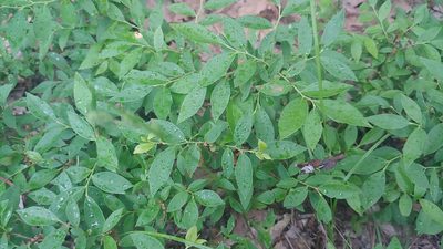 Vaccinium angustifolium, photographed by Ryan Sorrells