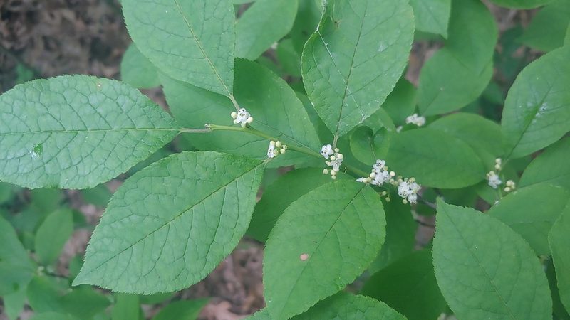 Ilex verticillata, photographed by Ryan Sorrells