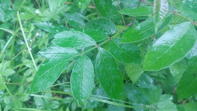 Rhus copallinum, photographed by Ryan Sorrells