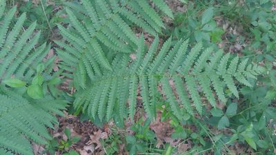 Osmundastrum cinnamomeum, photographed by Ryan Sorrells