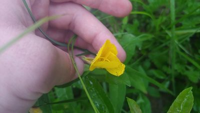 Oenothera pilosella, photographed by Ryan Sorrells
