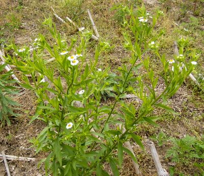 Erigeron annuus, photographed by Randy A Nonenmacher