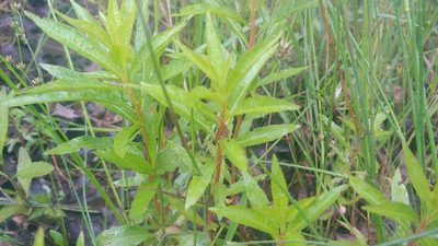 Penthorum sedoides, photographed by Ryan Sorrells