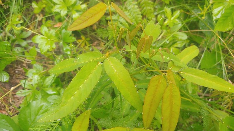 Desmodium paniculatum, photographed by Ryan Sorrells