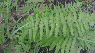 Thelypteris palustris, photographed by Ryan Sorrells