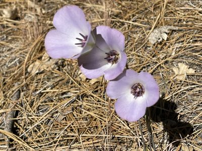 Calochortus invenustus