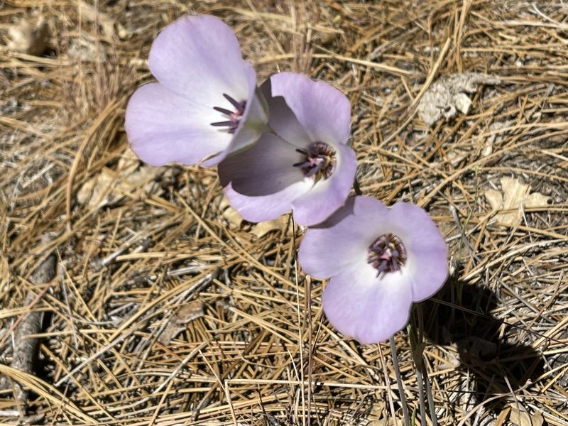 Calochortus invenustus, photographed by Dee Shea Himes