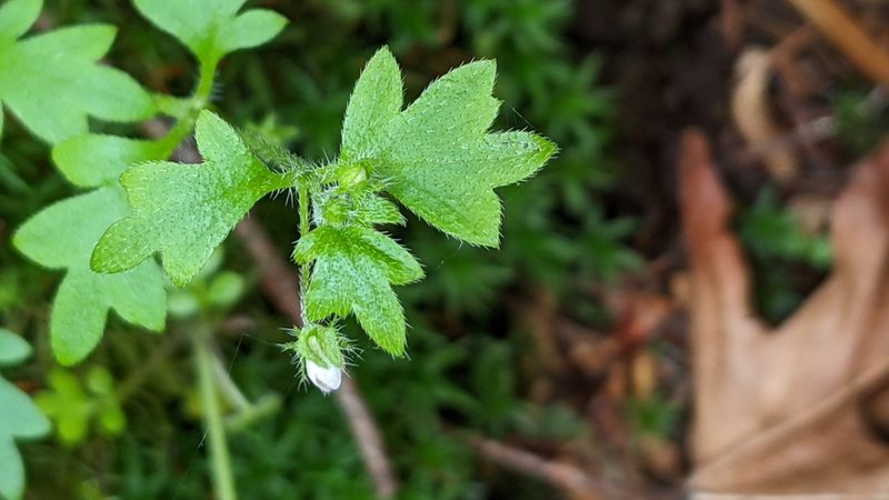 Nemophila parviflora, photographed by Ben Keen