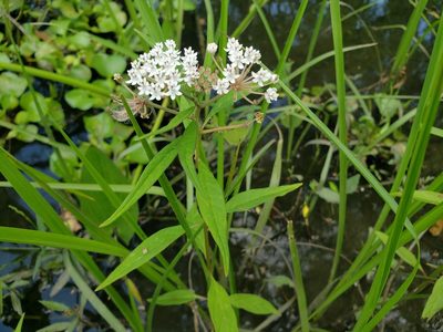 Asclepias perennis, photographed by Jody Shugart