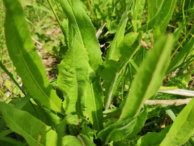 Cichorium intybus, photographed by Ульяна Лалак