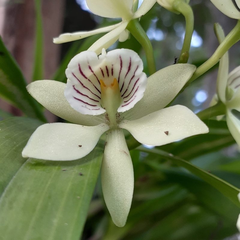 Prosthechea radiata, photographed by Sobeida Morales