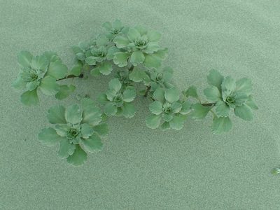 Ambrosia chamissonis