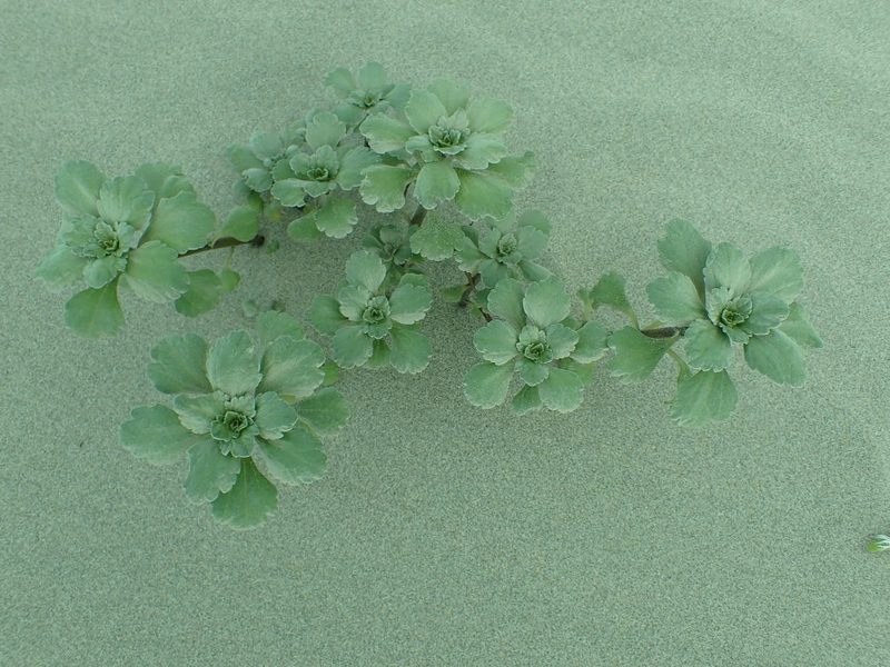 Ambrosia chamissonis, photographed by James H. Thomas