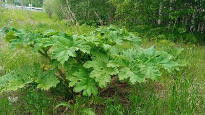 Heracleum sosnowskyi, photographed by Tatiana Strus
