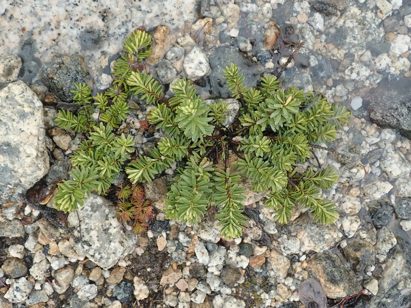Phyllodoce glanduliflora, photographed by F Quiec