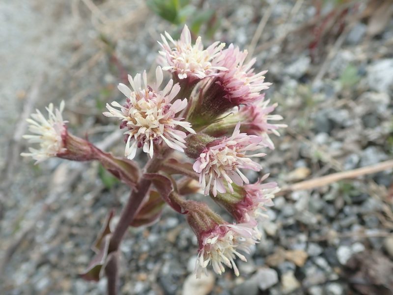 Petasites frigidus, photographed by F Quiec