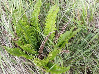 Polystichum munitum, photographed by James H. Thomas